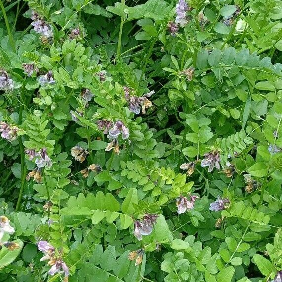 Vicia sepium Habitatea