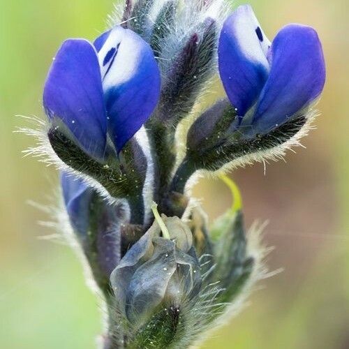 Lupinus bicolor Кветка