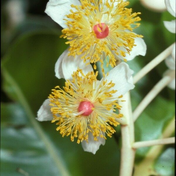 Calophyllum inophyllum Virág