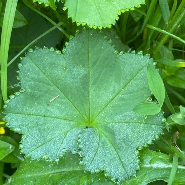 Alchemilla acutiloba Φύλλο