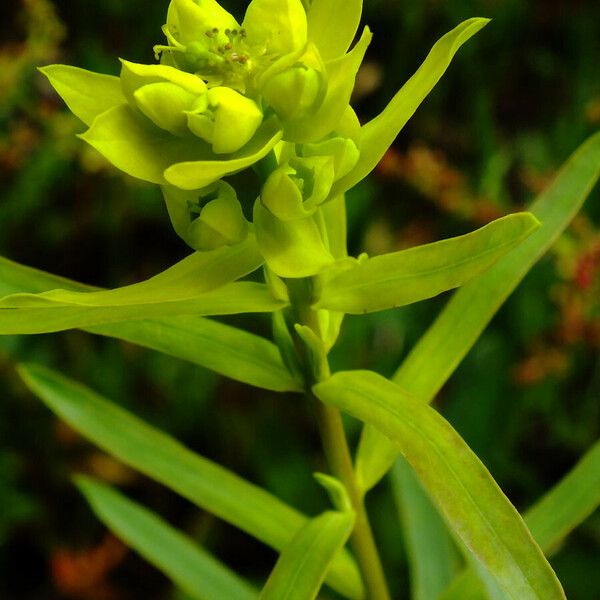 Euphorbia esula ഇല