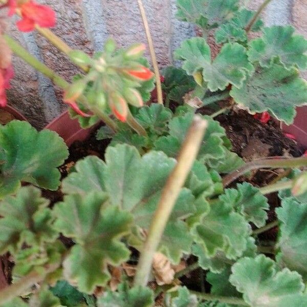 Pelargonium zonale Blomst