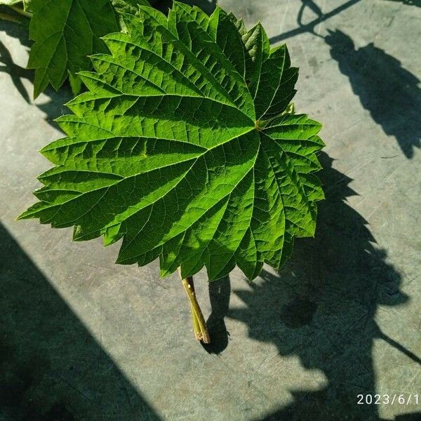 Humulus lupulus Yaprak