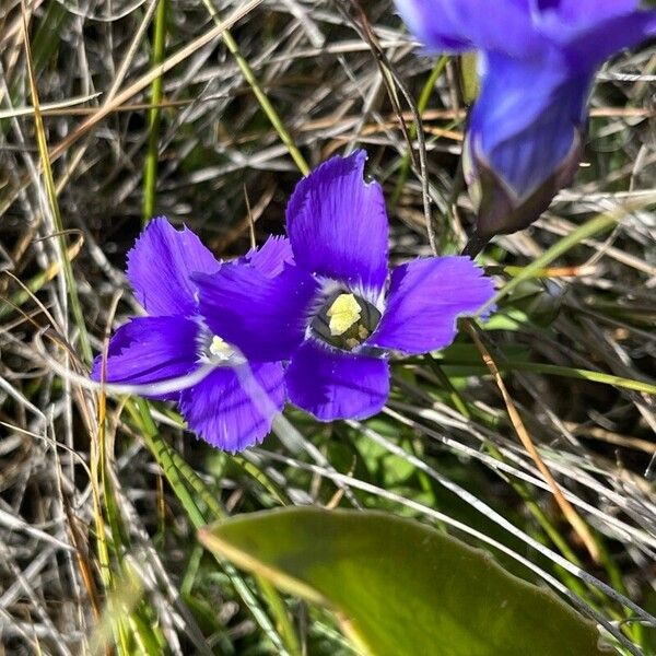 Gentianopsis thermalis Flower