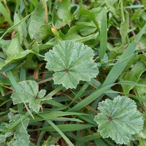 Malva neglecta Листок