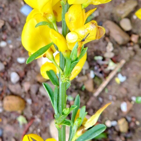 Genista pilosa Çiçek