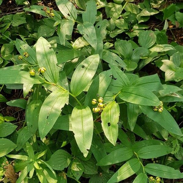 Maianthemum stellatum Habitus