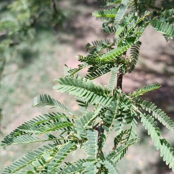 Prosopis affinis Fulla