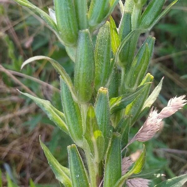 Oenothera biennis Frukt