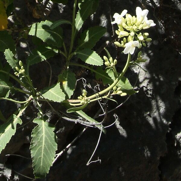Brassica insularis Cvet