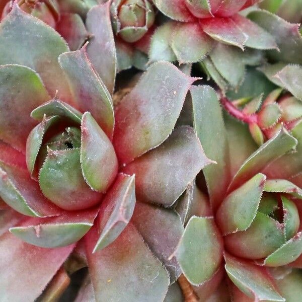 Sempervivum tectorum Feuille