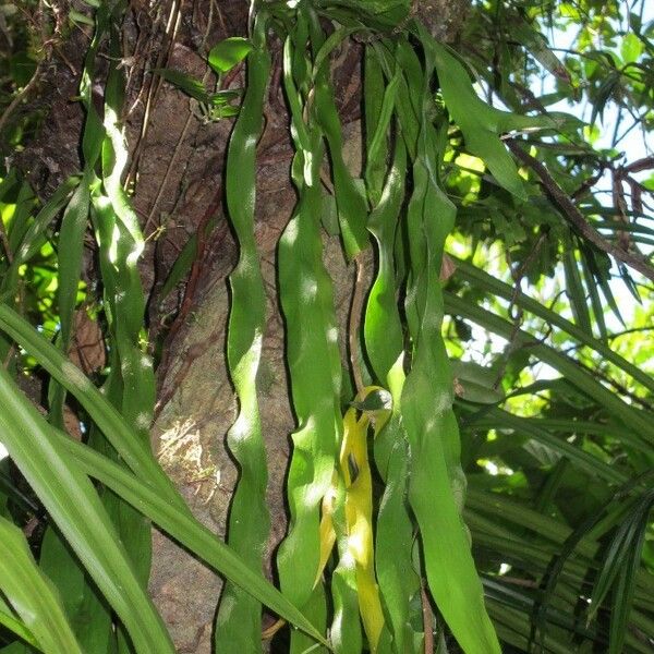 Ophioglossum pendulum Habit