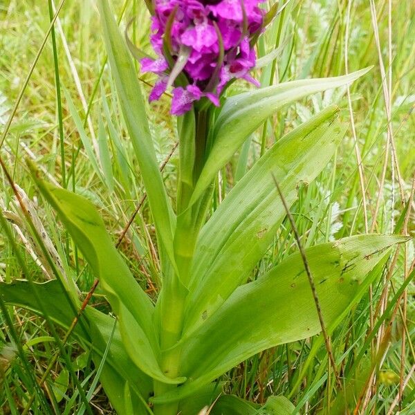 Dactylorhiza majalis Лист