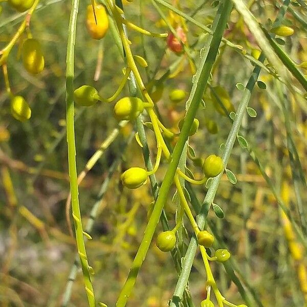 Parkinsonia aculeata Квітка