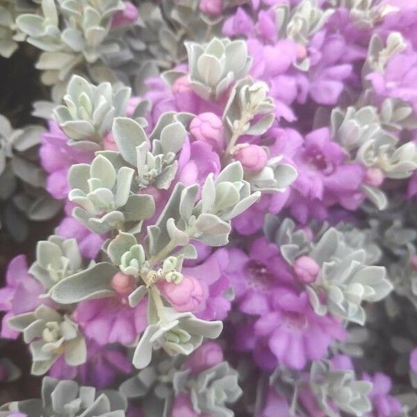 Leucophyllum candidum Flor