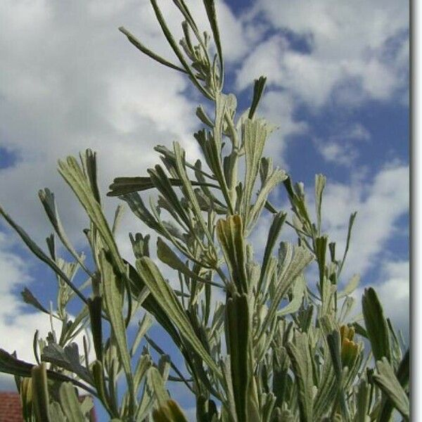 Artemisia tridentata Lehti