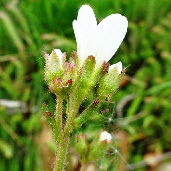 Saxifraga granulata 花