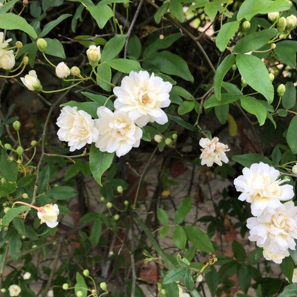 Rosa banksiae Flors