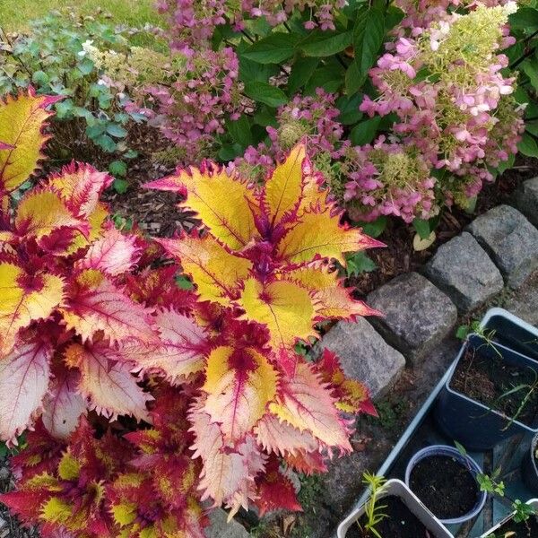 Amaranthus tricolor Blad