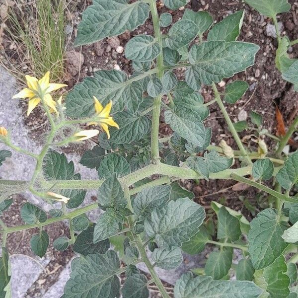 Solanum lycopersicum ഇല