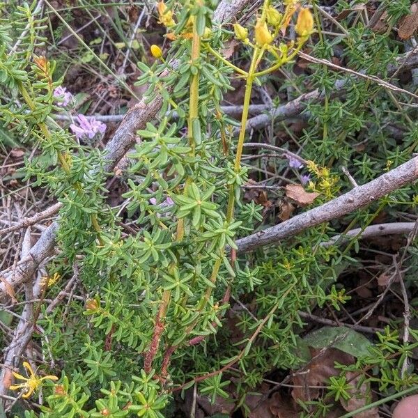 Hypericum empetrifolium List