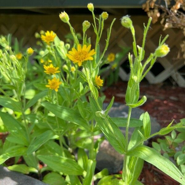 Arnica chamissonis Yaprak