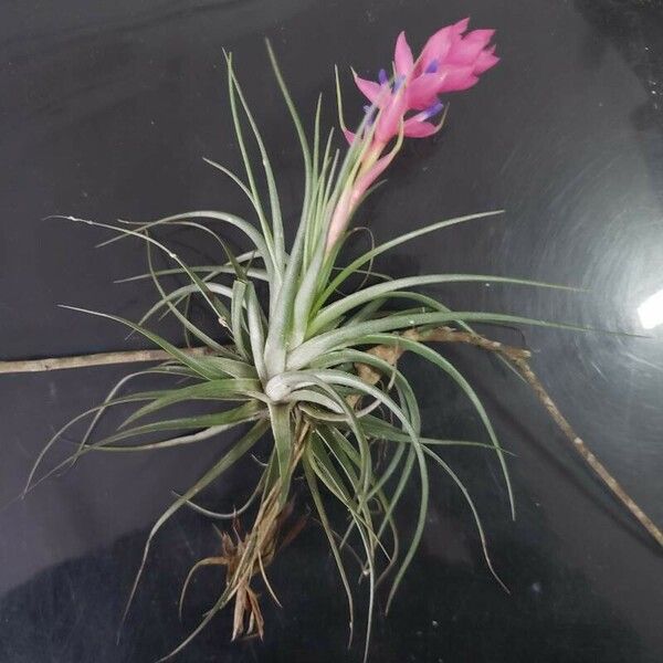 Tillandsia stricta Floare