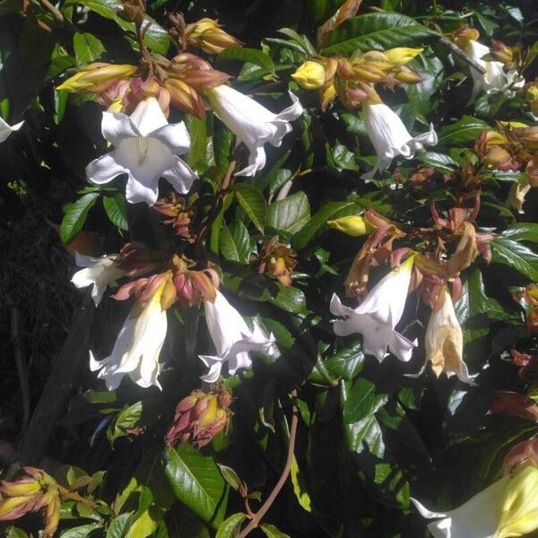 Beaumontia grandiflora Flower