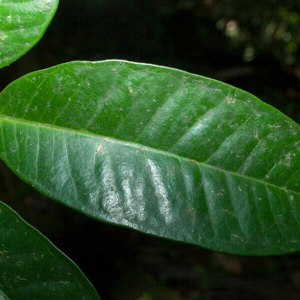 Eugenia stictopetala Blatt