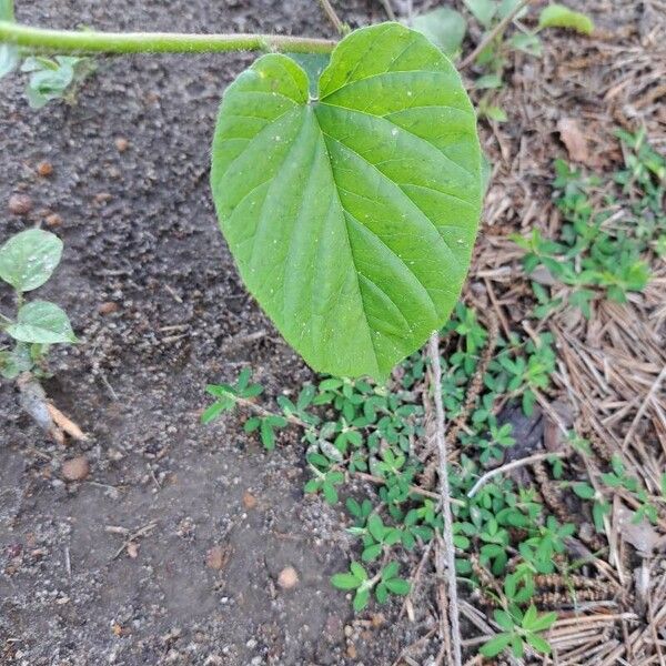 Jacquemontia tamnifolia पत्ता