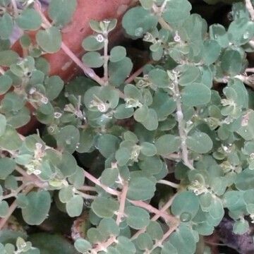 Euphorbia chamaesyce പുറംതൊലി