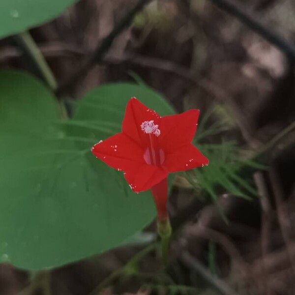 Ipomoea quamoclit Cvet