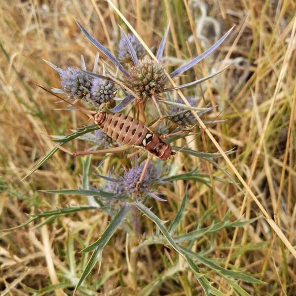 Eryngium amethystinum Kvet