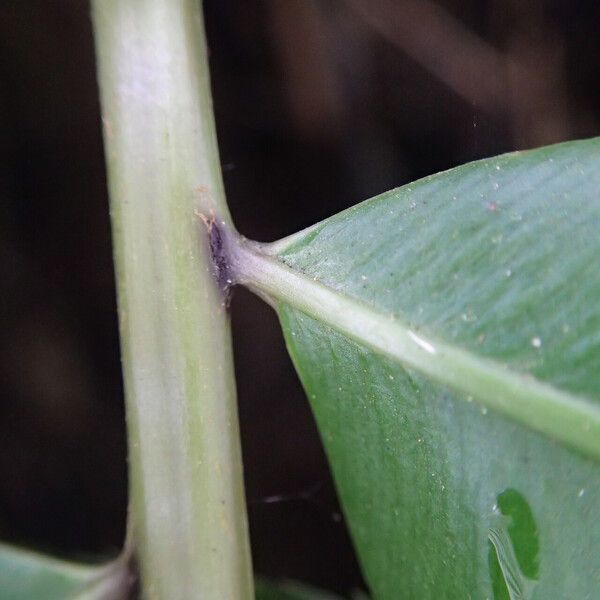 Stenochlaena tenuifolia Листок