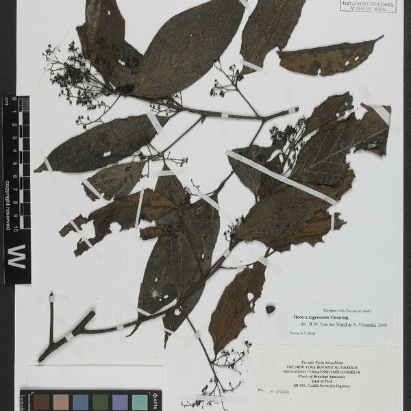 Ocotea nigrescens Fuelha