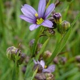 Sisyrinchium angustifolium Žiedas