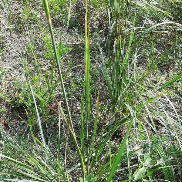 Paspalum urvillei Foglia