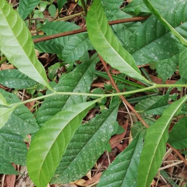 Tetracera alnifolia Ліст