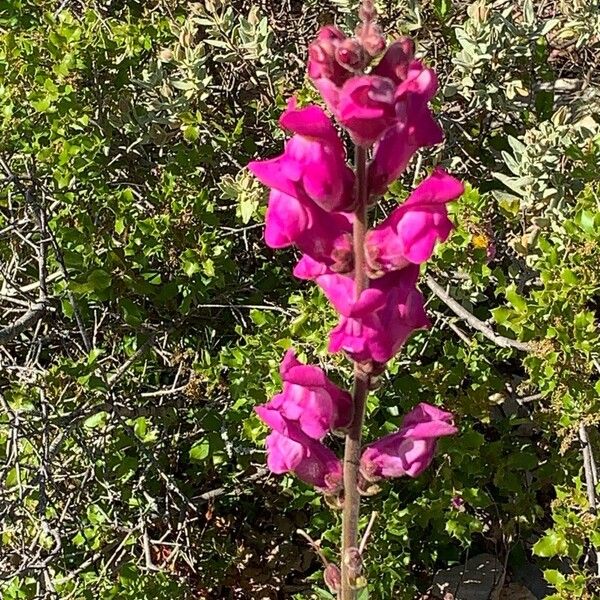 Antirrhinum australe 花