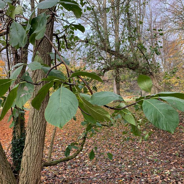 Ehretia dicksonii 形态