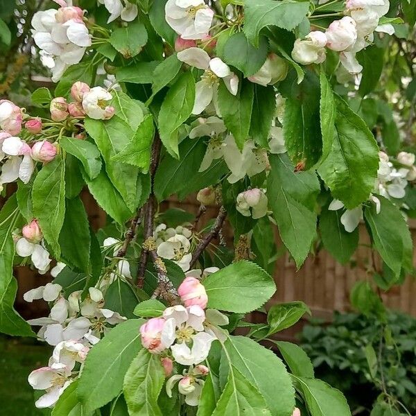 Malus sylvestris Φύλλο