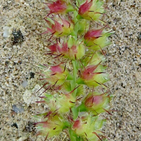 Cenchrus echinatus Žiedas