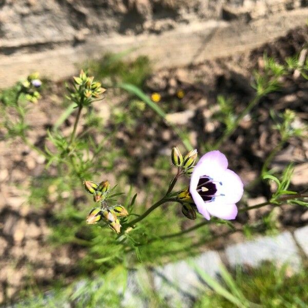 Gilia tricolor Flower