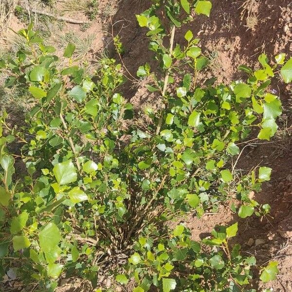 Populus nigra Leaf