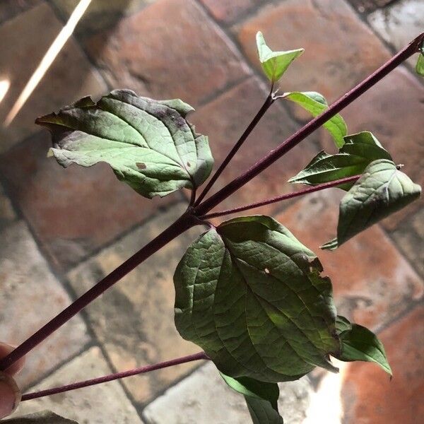 Cornus sanguinea Leaf