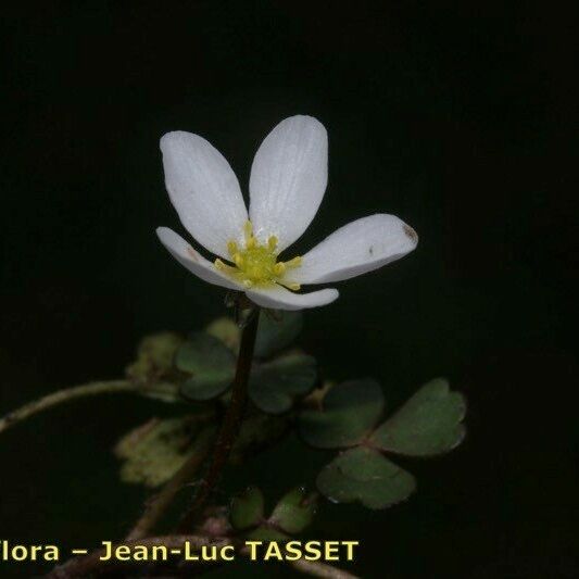 Ranunculus ololeucos Ostatní