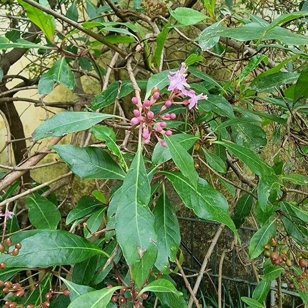 Fuchsia paniculata Çiçek