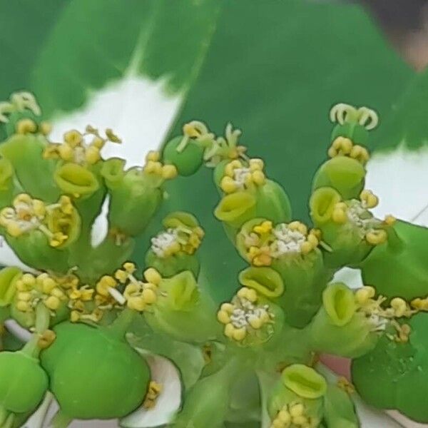 Euphorbia heterophylla Blomma