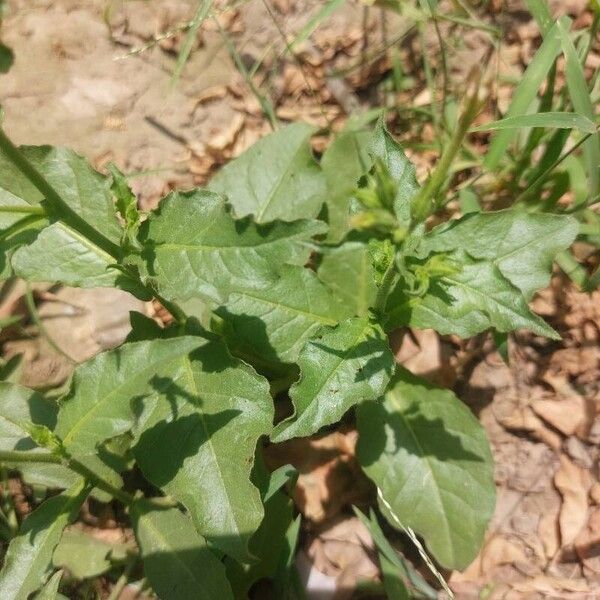 Nicotiana plumbaginifolia Lehti