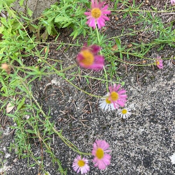 Erigeron karvinskianus Cvet